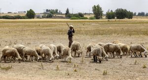 Morocco Set For Sheepless Eid As Drought Persists